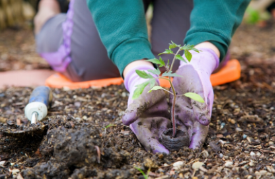 A person holding a plant